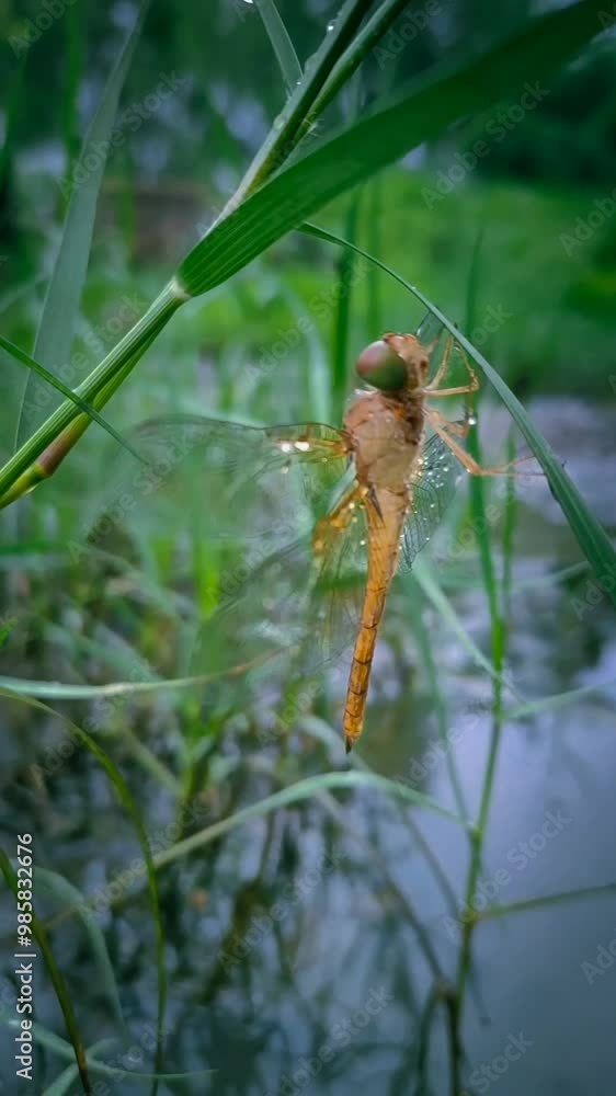 dragonfly on a grass in the rainy season. dragonfly on a grass in the rainy season.