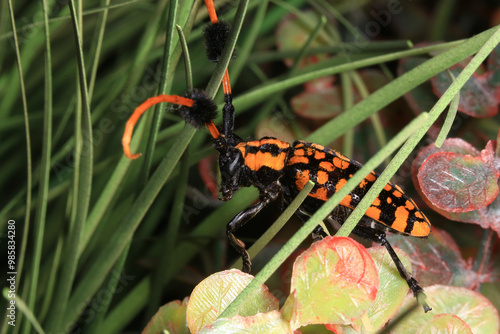 Macro shot of Scarab Beetle, orange black beetle, long-horned beetle, Aristobia approximator, beetle on plant
 photo