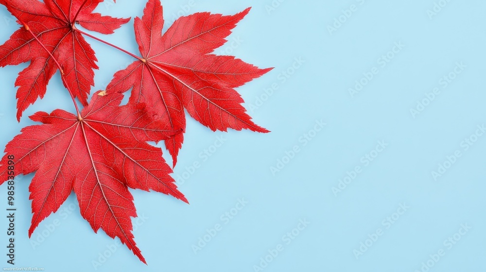 Vibrant red maple leaves contrast against a soft blue background, creating an aesthetically pleasing and seasonal composition. Vibrant red maple leaves contrast against a soft blue background, creating an aesthetically pleasing and seasonal composition.