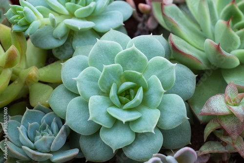 Succulent rosettes, selective focus. Composition of colorful echeveria plants for a poster, calendar, post, screensaver, wallpaper, postcard, banner, cover, website. High quality photo