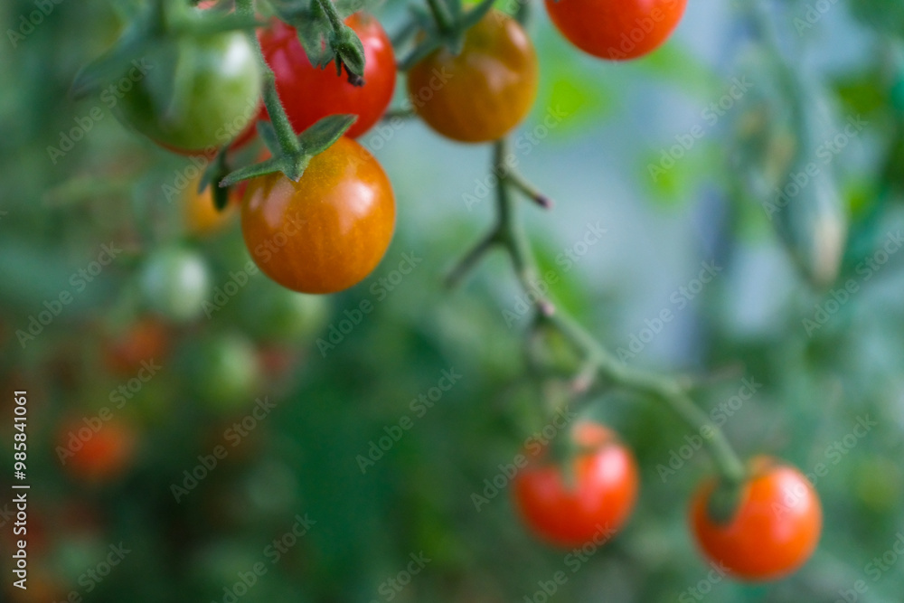 Blurred background from ripening tomatoes on branches in the glasshouse for publication, design, poster, calendar, post, screensaver, wallpaper, card, banner, cover, website. High quality photo Blurred background from ripening tomatoes on branches in the glasshouse for publication, design, poster, calendar, post, screensaver, wallpaper, card, banner, cover, website. High quality photo