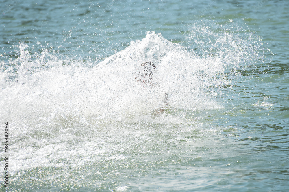 Fototapeta premium Wasserskifahren / Sturz