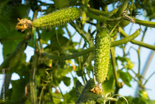 Ripening green gherkins in greenhouse. Cucumber plants for publication, poster, screensaver, wallpaper, banner, cover, post