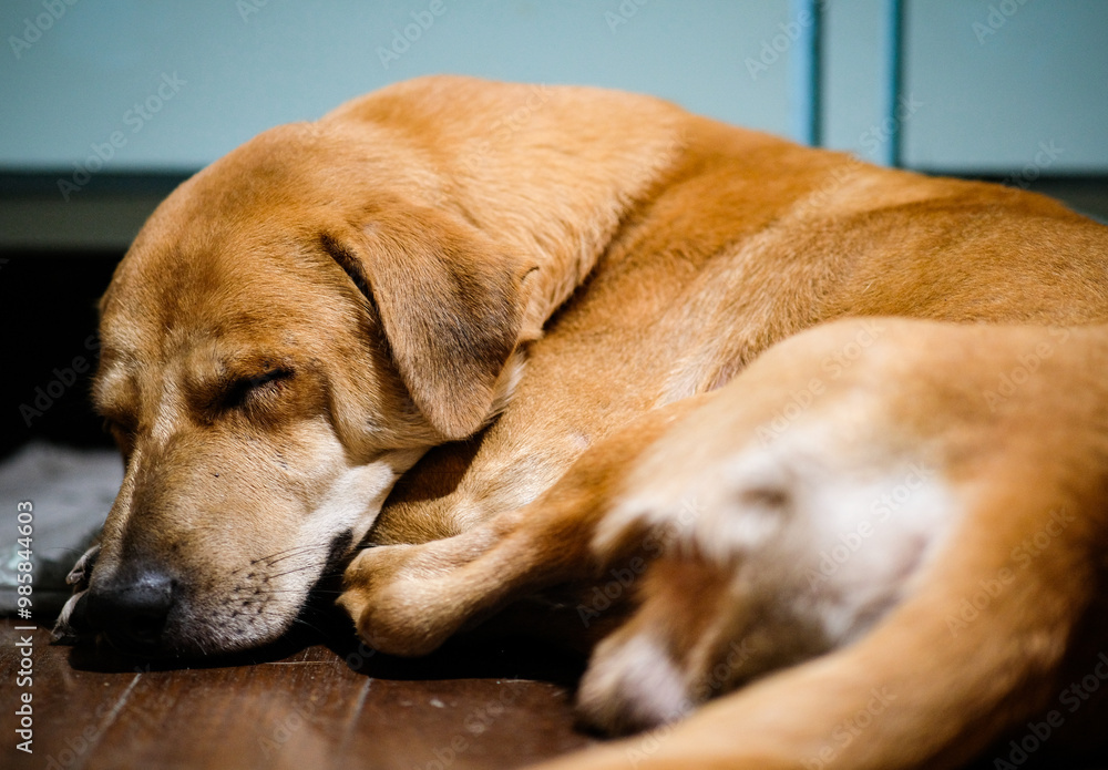 Brown dog sleeping on the wooden floor. Brown dog sleeping on the wooden floor.