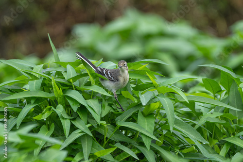 Immature Citrine Wagtail on green water spinachs close-up shot.  The citrine wagtail (Motacilla citreola ) is a small songbird in the family Motacillidae. photo