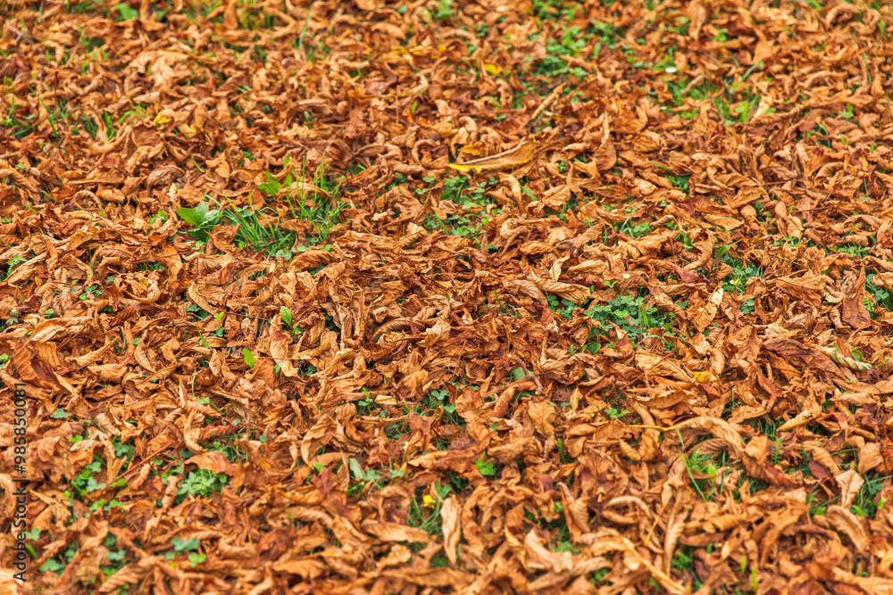 Autumn fallen leaves scattered on the grass, vibrant fall colors in nature, seasonal foliage, autumn concept Autumn fallen leaves scattered on the grass, vibrant fall colors in nature, seasonal foliage, autumn concept