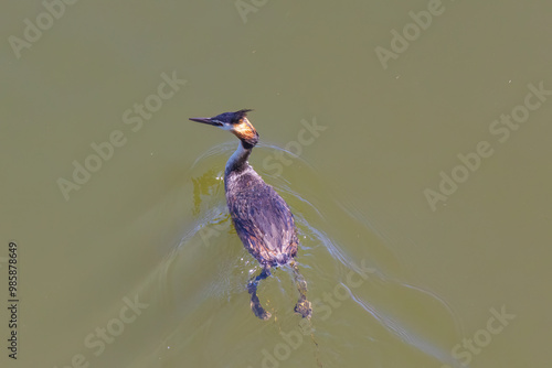 Great crested grebe in its natural habitat swimming in lake photo