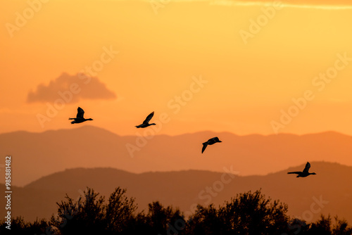 Flock of flying geese at dawn. Silhouette of greylag goose or graylag goose (Anser anser) in flight with a beautiful sunrise sky in background. Isola della Cona nature reserve, Italy.