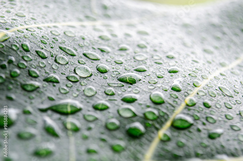 Side view of rain droplets on green leaf with customizable space for text