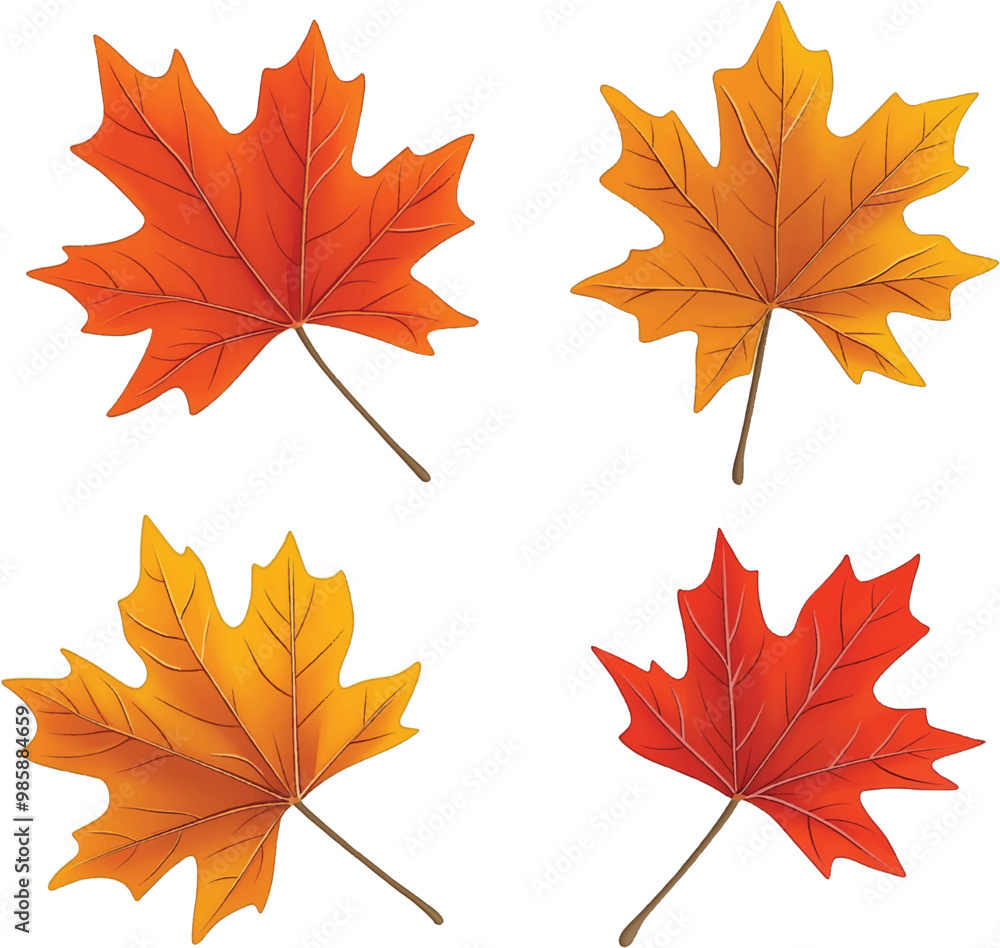 Fototapeta premium Maple Leaf vector on transparent background for autumn fall designs and decor