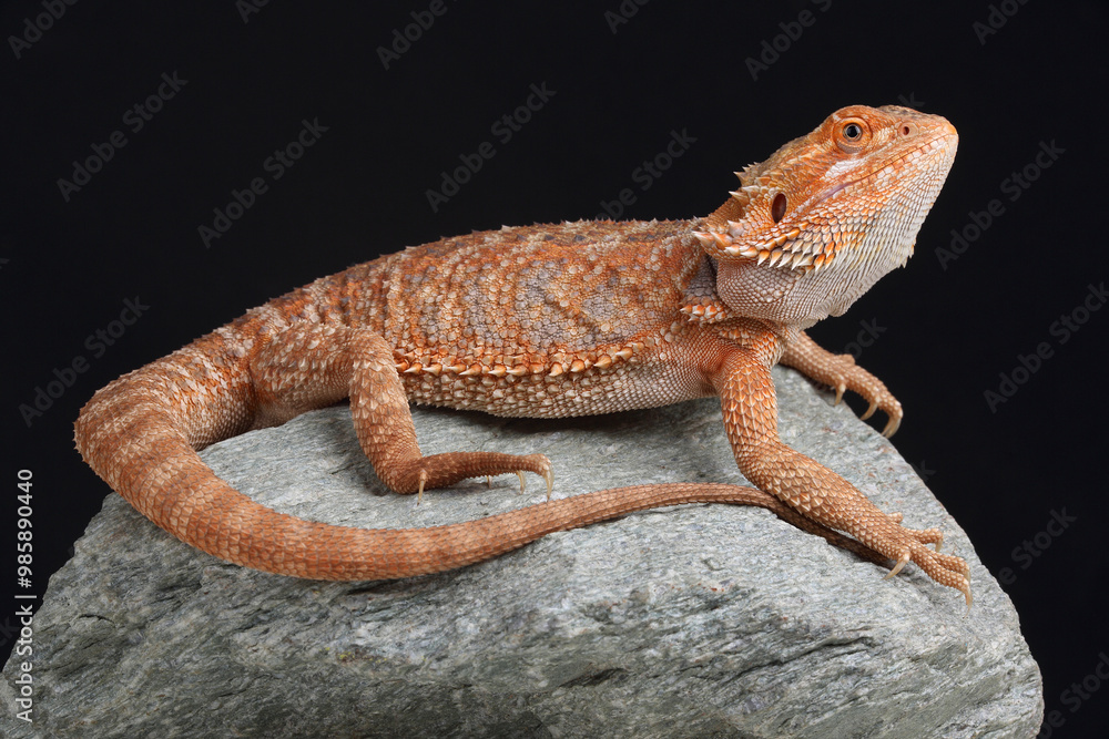 A Central Bearded Dragon on a rock
