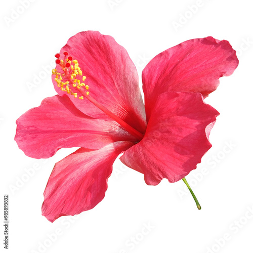 Wallpaper Mural red hibiscus flower image Torontodigital.ca