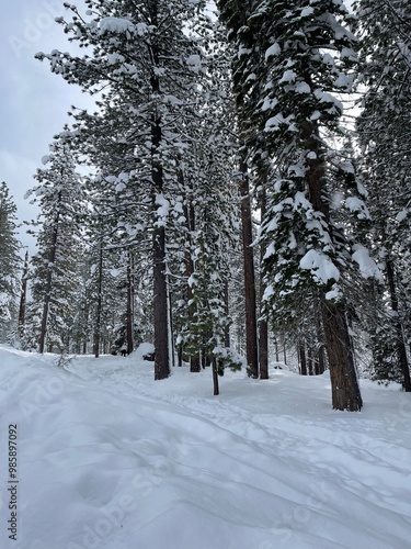 Snow Covered Trees