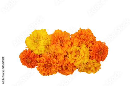 Marigold flowers Isolated on a white background. Composition for the Day of the Dead and Indian holidays, copy space, Flat lay