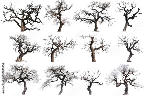 A picture of several bare trees with no leaves