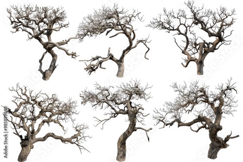 Wallpaper Mural Four different views of a bare tree, ideal for use in editorial or design contexts Torontodigital.ca