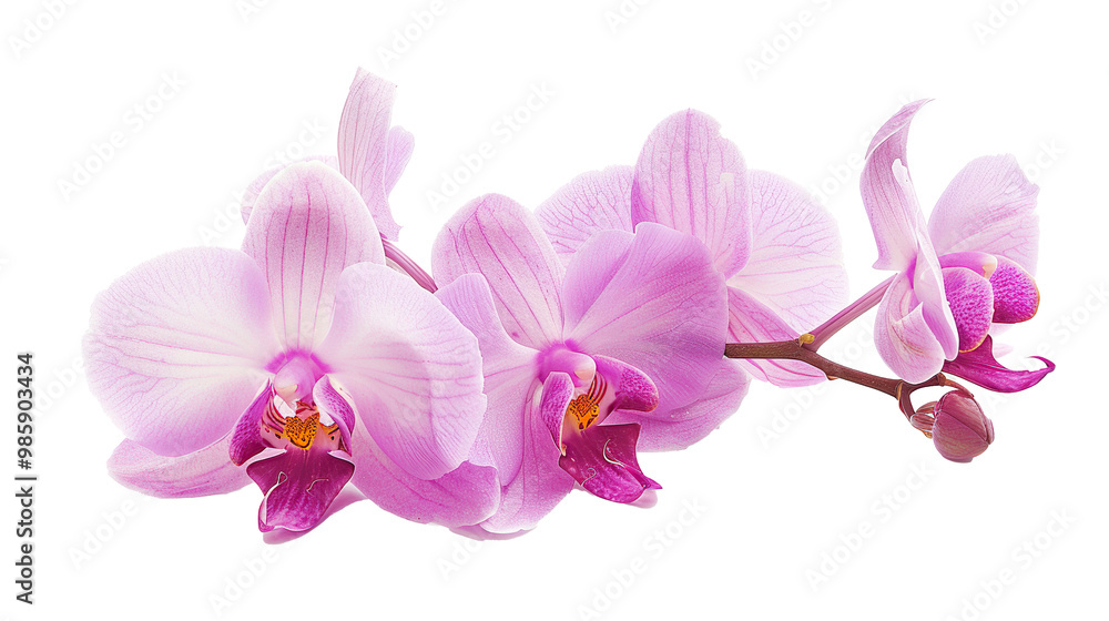 Phalaenopsis orchid flower isolated on transparent background, png Phalaenopsis orchid flower isolated on transparent background, png