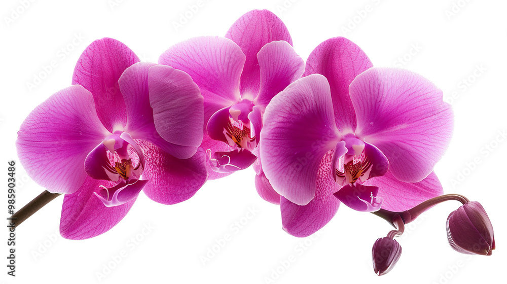 Phalaenopsis orchid flower isolated on transparent background, png Phalaenopsis orchid flower isolated on transparent background, png