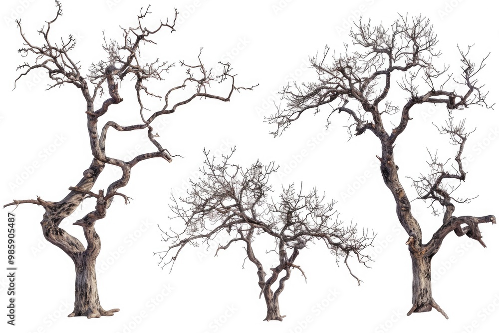 Fototapeta premium Image of a group of bare trees without leaves, suitable for use in backgrounds or as a symbol of seasons change