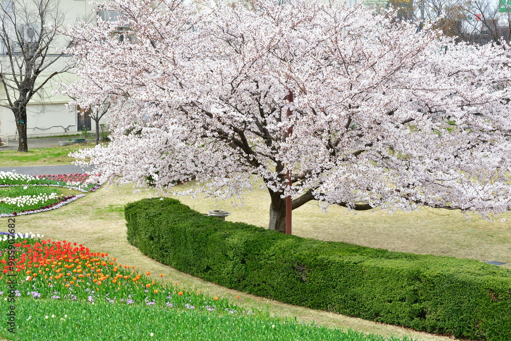 Obraz premium 新潟ふるさと村の桜とチューリップ(新潟県)