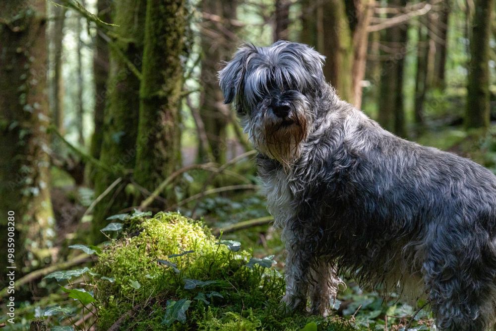 portrait of a dog