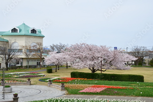 新潟ふるさと村の桜とチューリップ（新潟県） photo