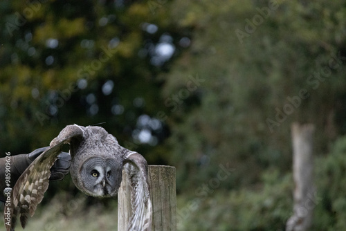Great Grey Owl
