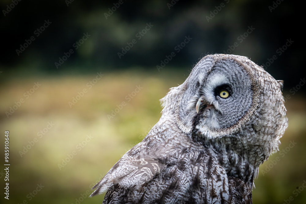 Fototapeta premium Great Grey Owl