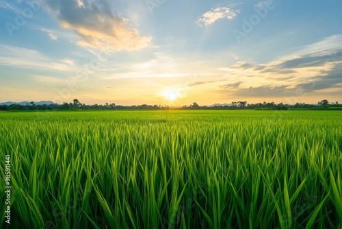 Lush Green Rice Paddy Field at Sunset, a breathtaking view of a vibrant green field with a golden sunset in the background, representing growth, life, and the cycle of nature.