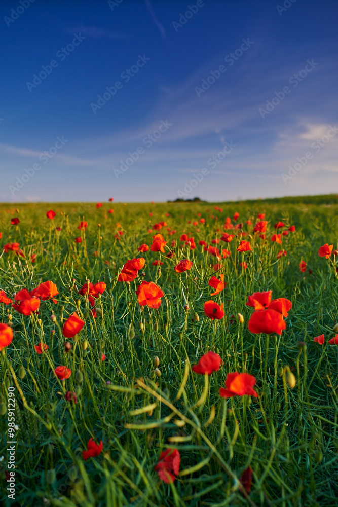 Flowers, nature and poppies in season as blossom in bright, colorful and display in field or garden. Sustainability, earth and textures in spring for botany, plants and floral wallpaper as background Flowers, nature and poppies in season as blossom in bright, colorful and display in field or garden. Sustainability, earth and textures in spring for botany, plants and floral wallpaper as background