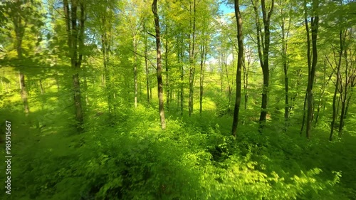 Flying through the green branches in a lush forest, FPV drone footage with nice spring sunshine illuminating the beech trees
