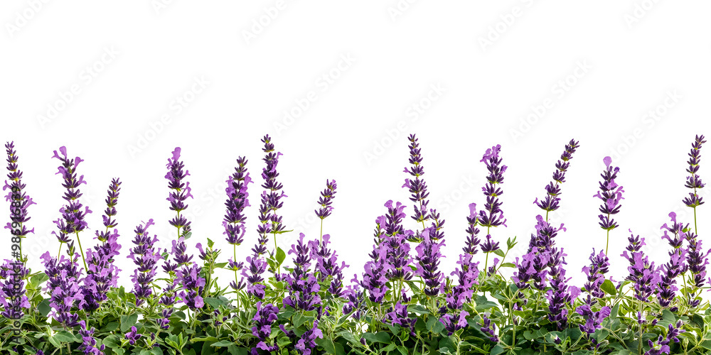 Naklejka premium lavender flowers bush isolated on white
