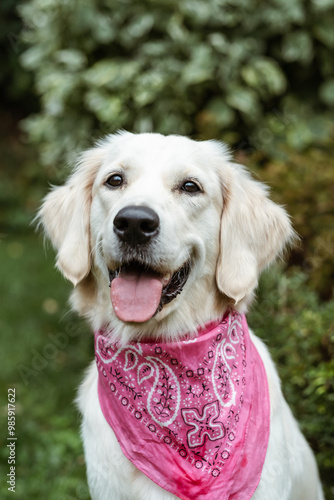 golden retriever portrait with pink scarf 