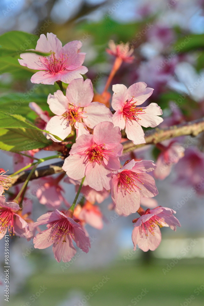 加治川治水記念公園の桜(新潟県) 加治川治水記念公園の桜(新潟県)