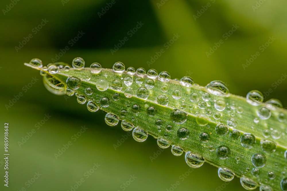 A vibrant green leaf with delicate dew drops scattered across its surface, creating a fresh and serene nature scene. The droplets reflect light, emphasizing the leafs texture and natural beauty. A vibrant green leaf with delicate dew drops scattered across its surface, creating a fresh and serene nature scene. The droplets reflect light, emphasizing the leafs texture and natural beauty.