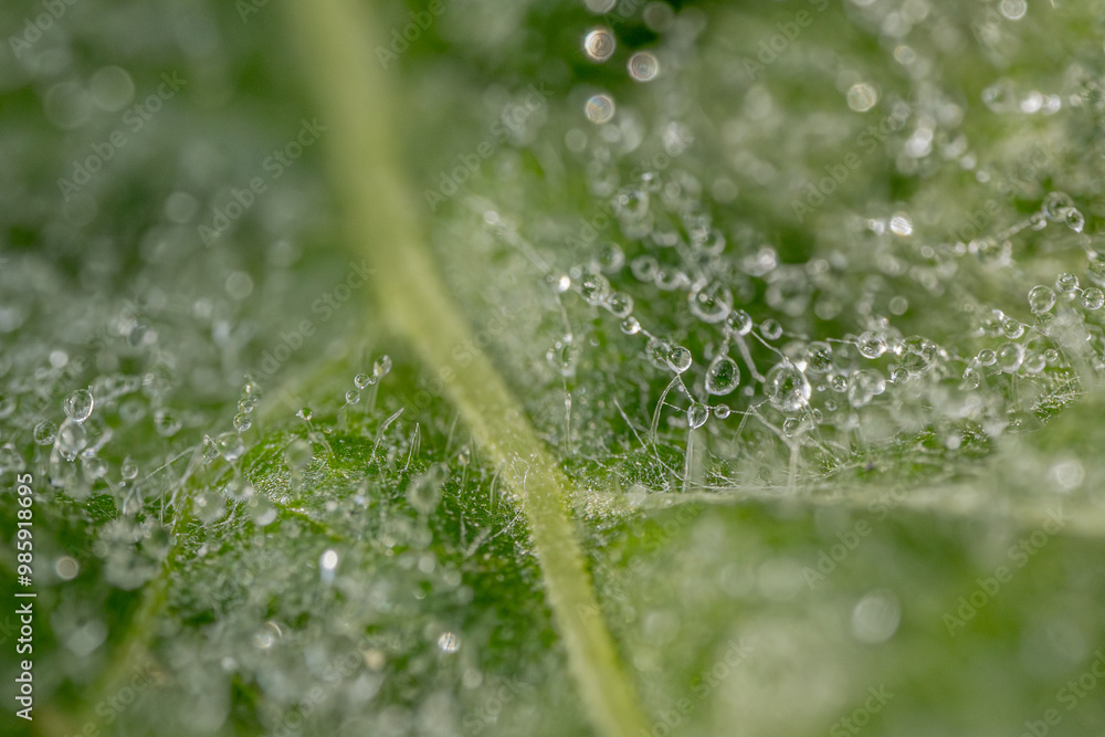 A vibrant green leaf with delicate dew drops scattered across its surface, creating a fresh and serene nature scene. The droplets reflect light, emphasizing the leafs texture and natural beauty. A vibrant green leaf with delicate dew drops scattered across its surface, creating a fresh and serene nature scene. The droplets reflect light, emphasizing the leafs texture and natural beauty.