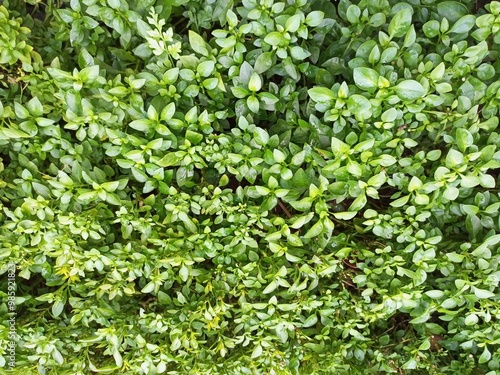 fresh leaves on a boxwood background