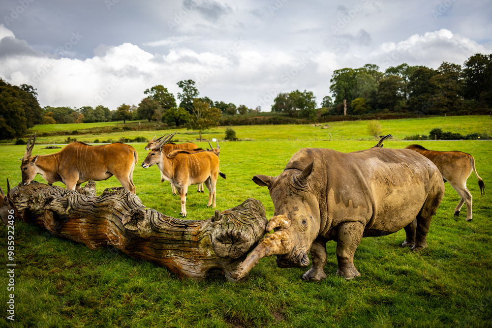 Rhinos in a wildlife Park