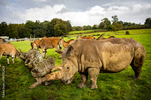 Rhino in a Wildlife Park photo