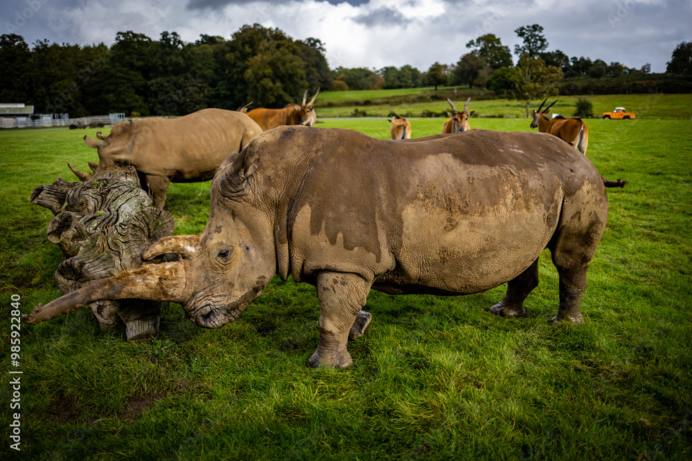 Rhinos in a Wildlife Park