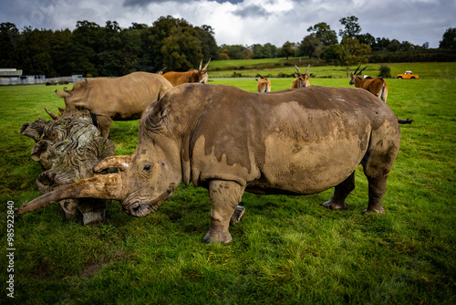 Obraz na płótnie Rhinos in a Wildlife Park w salonie