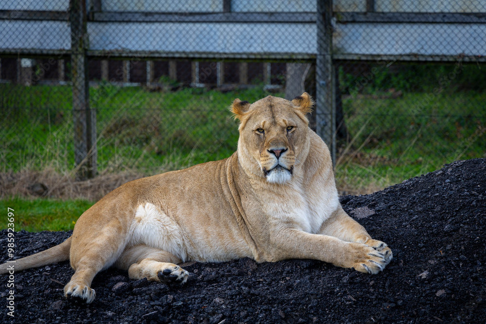 lion in the grass