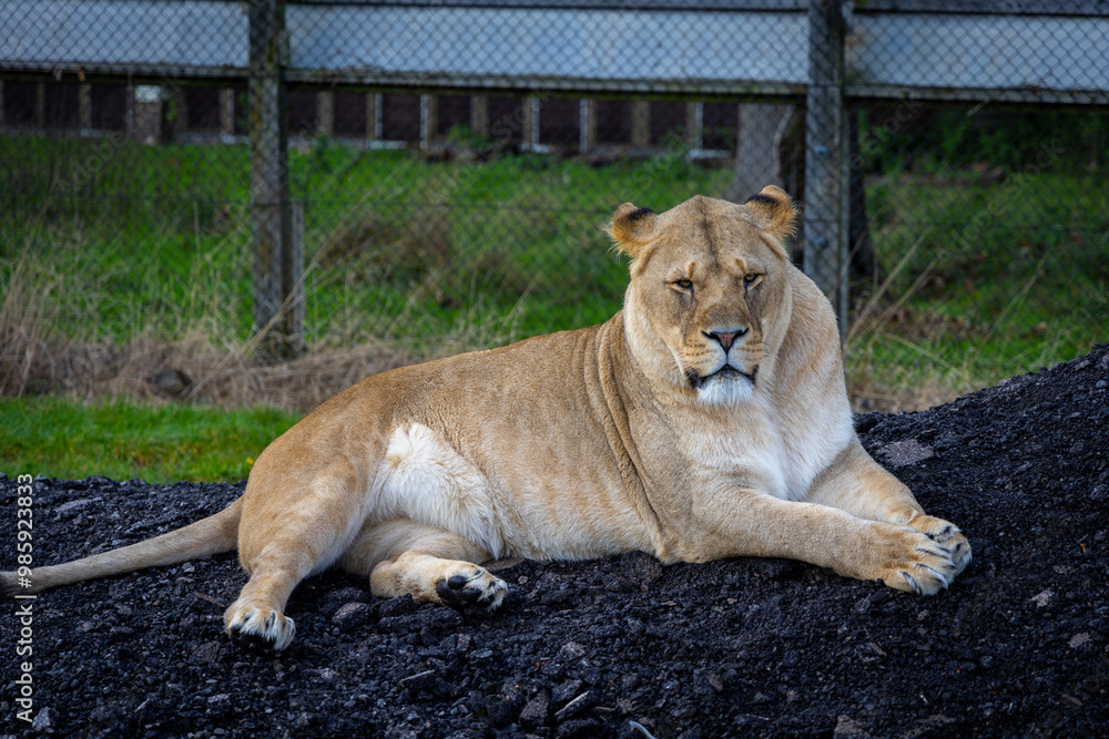 lion in the grass