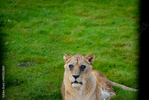 Obraz na płótnie lion in the grass w salonie