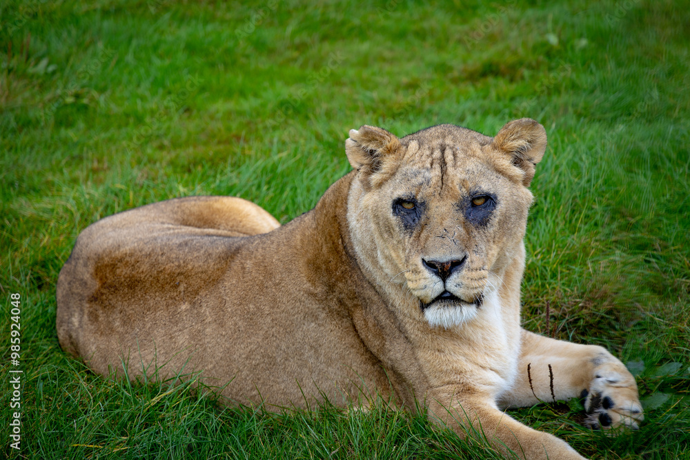 lion in the grass