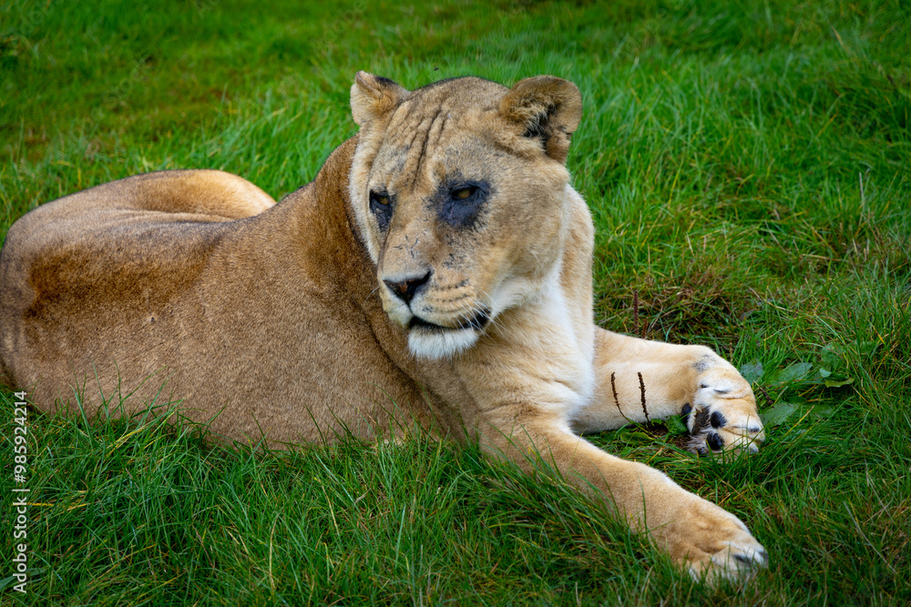 lion in the grass