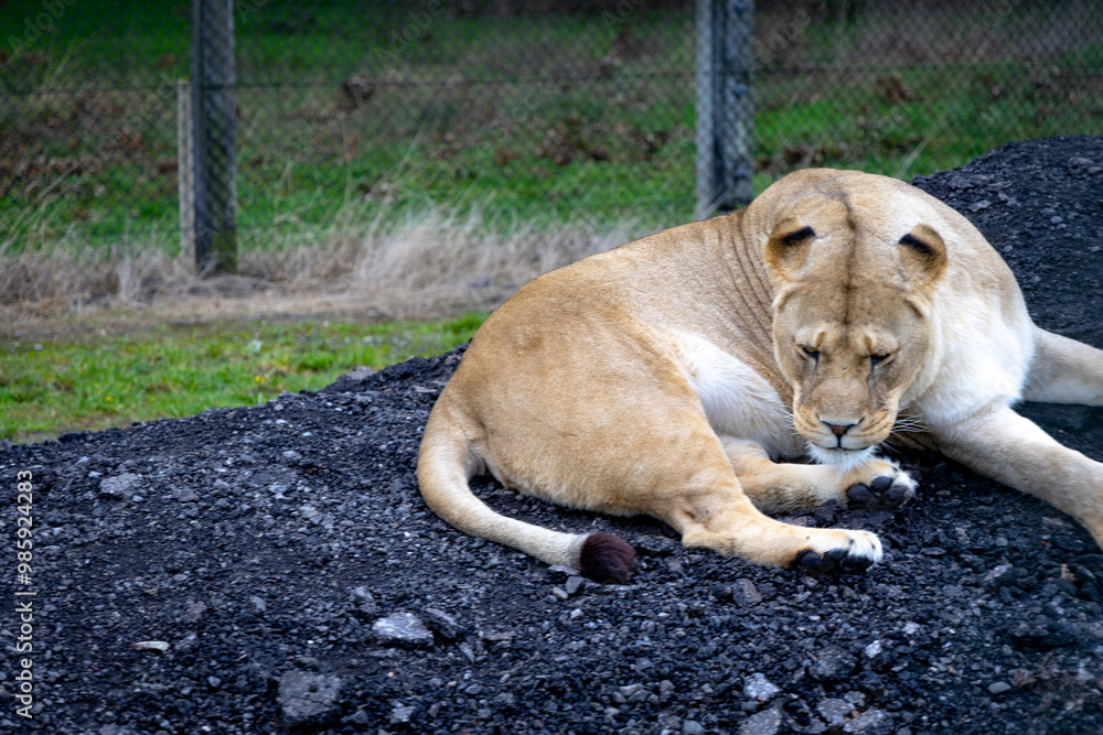 lion in the grass