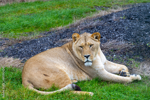Obraz na płótnie lion in the grass w salonie