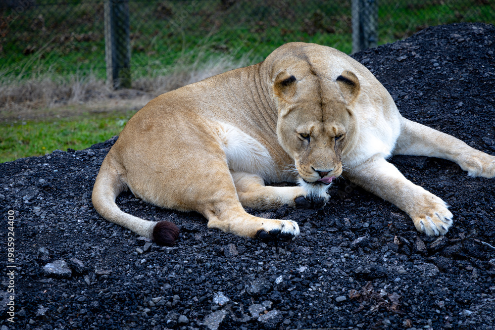 lion in the grass