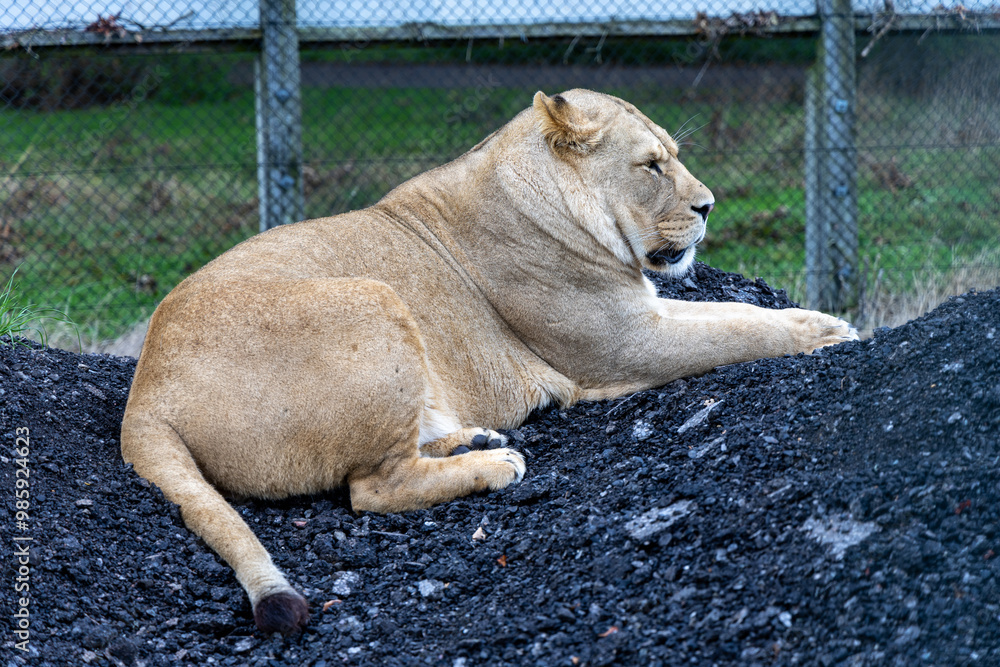 lion in the grass
